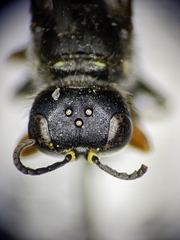 Ectemnius ruficornis