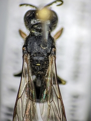 Ectemnius ruficornis