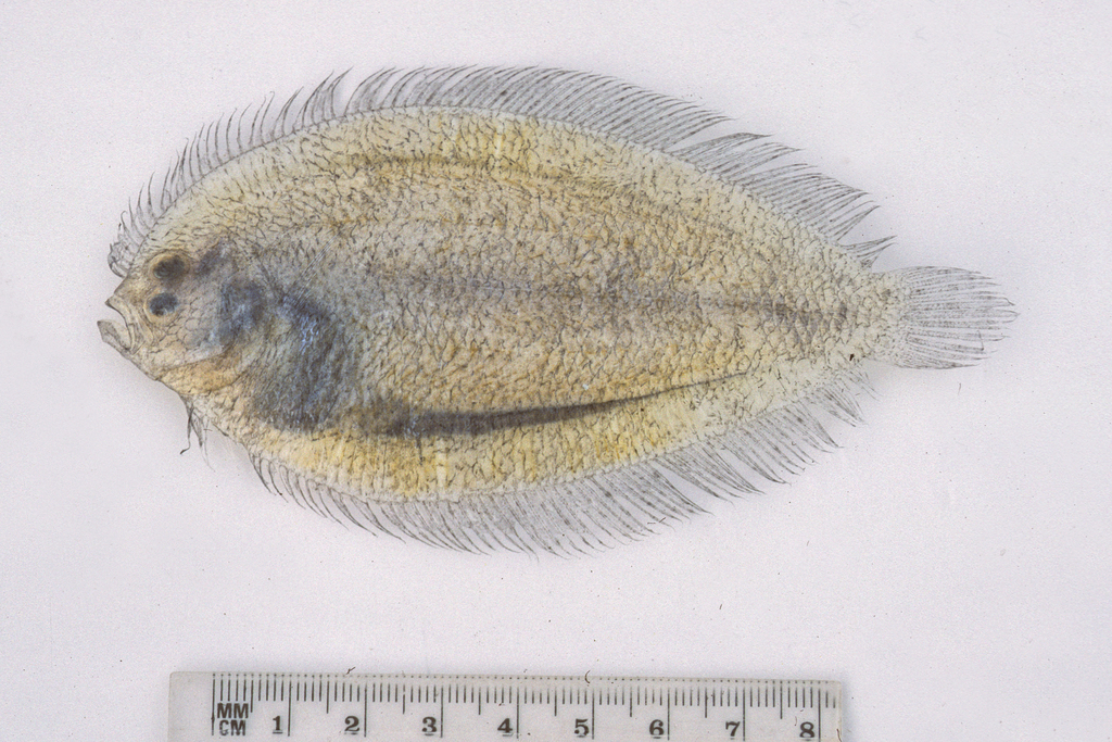 Fison's flounder (Arnoglossus fisoni) — Bothidae