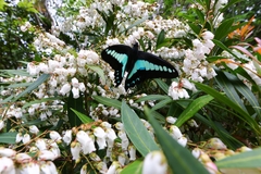 Graphium sarpedon morius