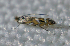 Macrosaccus morrisella