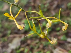 Epidendrum veroscriptum