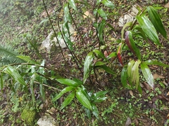 Epidendrum veroscriptum