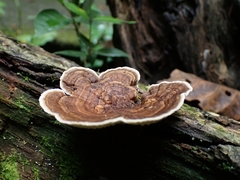 Trametes tenuis