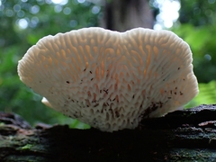 Trametes tenuis