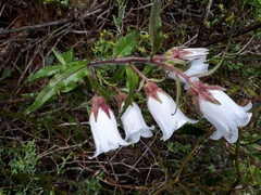 Campanula medium