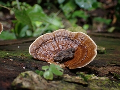 Trametes tenuis