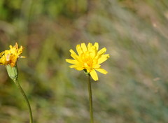 Microseris lanceolata