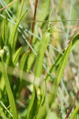 Microseris lanceolata