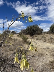 Gyrocarpus mocinoi