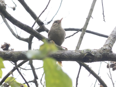 Cranioleuca subcristata
