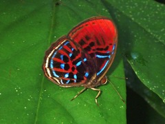Paralaxita orphna