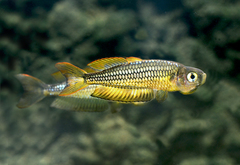 Rhadinocentrus ornatus