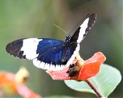 Heliconius sapho