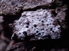 Anisomeridium biforme