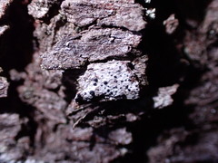 Anisomeridium biforme