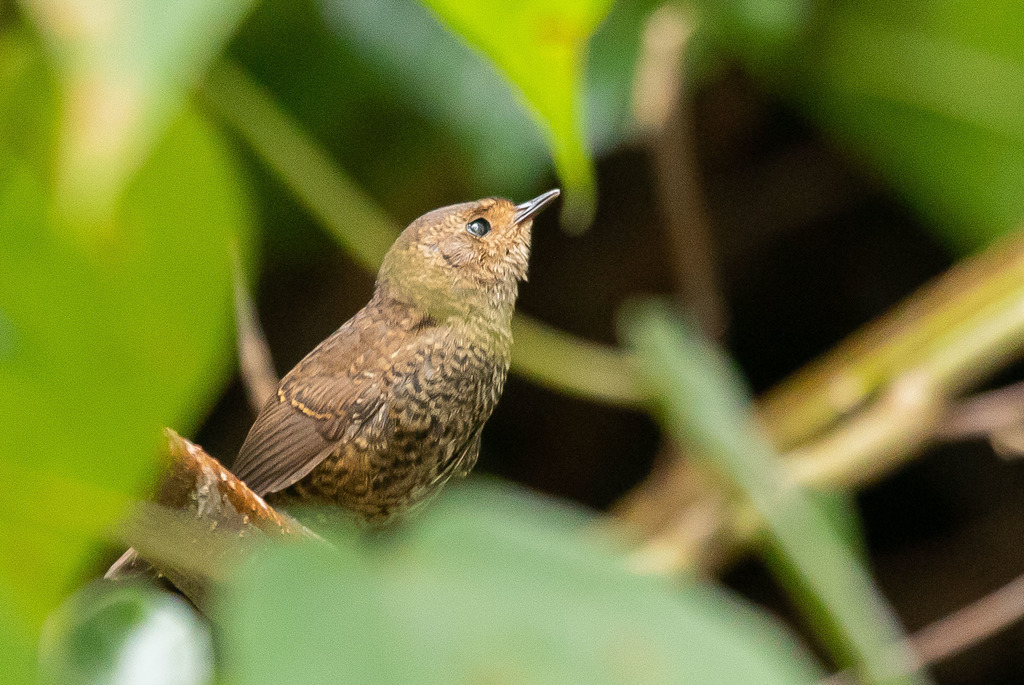 Mouse-Colored Tapaculo