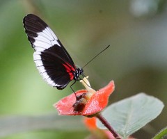 Heliconius sapho