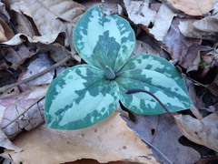 Trillium decumbens