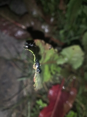 Gastrophysa atrocyanea