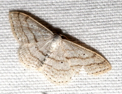 Scopula ancellata