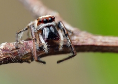 Opisthoncus abnormis