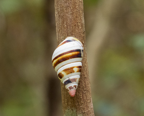 Florida Tree Snail