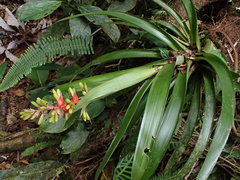 Guzmania donnell-smithii