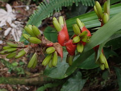 Guzmania donnell-smithii