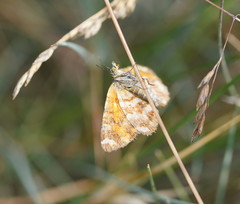 Chrysolarentia chrysocyma