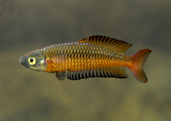 Rhadinocentrus ornatus