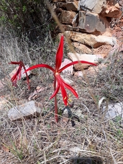 Sprekelia formosissima