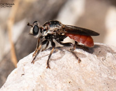 Cerotainiops omus