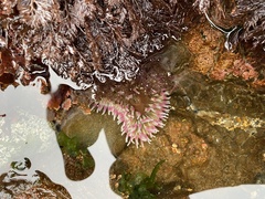 Urticina clandestina