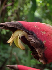 Heliconia pogonantha