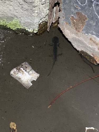 Ambystoma mexicanum photograph by the iNaturalist community