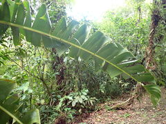 Heliconia pogonantha