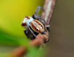 Opisthoncus abnormis