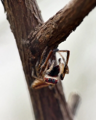 Opisthoncus abnormis