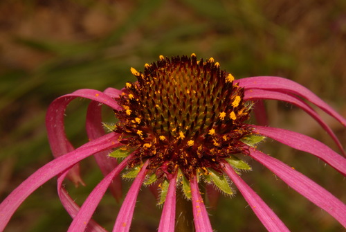 Image of Echinacea simulata by (c) Brian Finzel, some rights reserved (CC BY-SA)