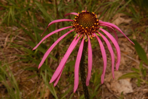 Image of Echinacea simulata by (c) Brian Finzel, some rights reserved (CC BY-SA)