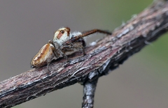 Opisthoncus abnormis