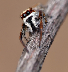 Opisthoncus abnormis