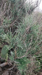 Genista tenera