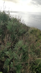 Genista tenera