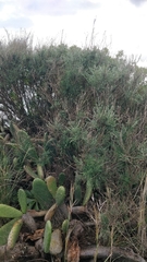 Genista tenera