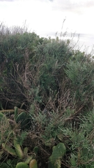 Genista tenera