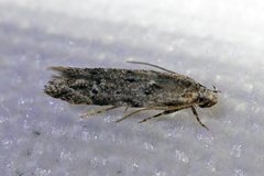 Sinoe
