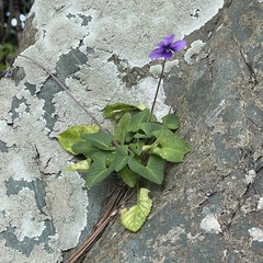 Viola philippica pseudojaponica