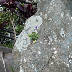 Viola philippica pseudojaponica